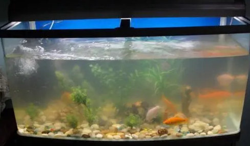 鱼缸水质变差，如果才能改善水质，让它变成空气缸