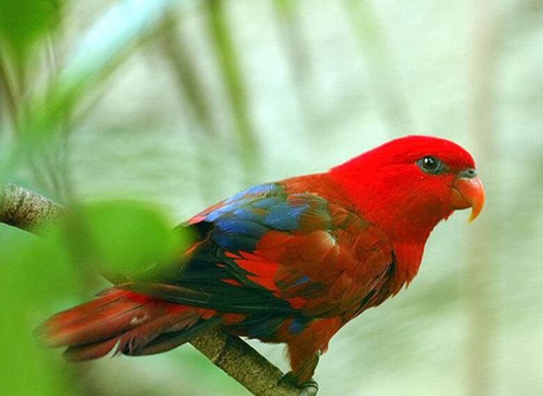 红色吸蜜鹦鹉会说话吗？可以来认识一下