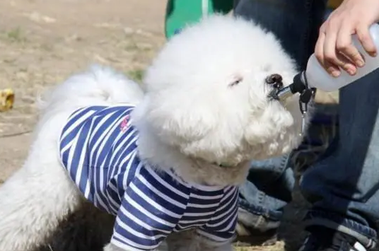 比熊会咬人吗？看完，你别不信！