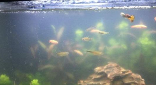 鱼缸的水混应该如何处理？水混应该如何改善