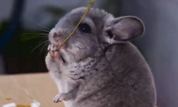 纯啡龙猫喂什么比较好？不清楚的快来看看！