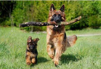 每天早晨六点，狗狗准时叫唤，原因竟然是……