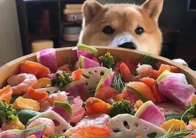 成年柴犬一天吃多少狗粮？