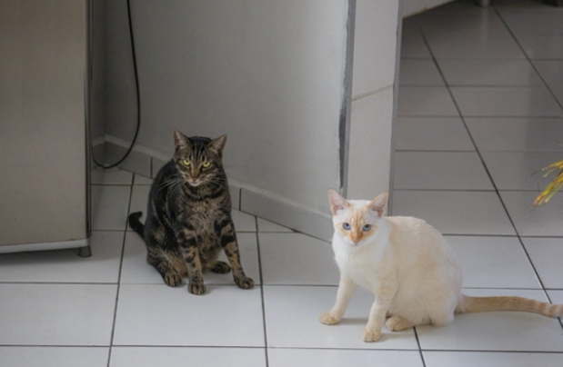 猫应激有哪些表现?吃益生菌有用吗? 猫应激有哪些表现?吃益生菌有用吗?