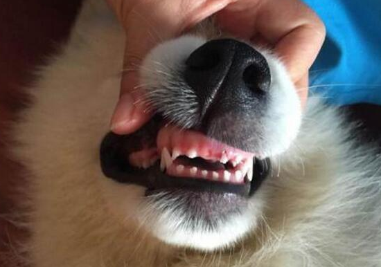 狗狗几岁掉牙算正常？怎么护理得好？