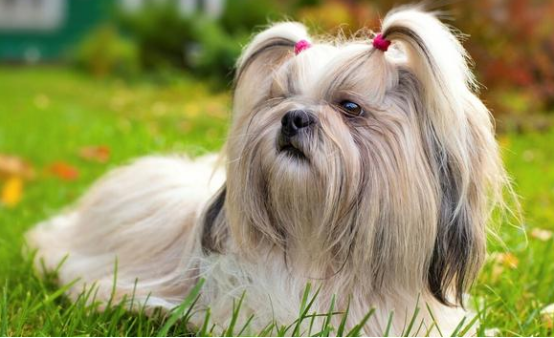 萌宠科普篇：毛长的狗都是什么狗