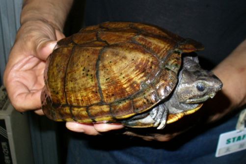 新手了解：亚马逊彩龟能长多大？