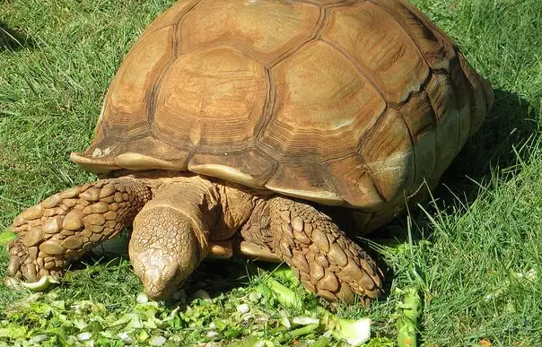 苏卡达吃什么长得快？看完这篇文章你就知道了