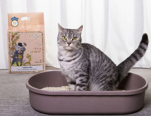 Cankeys看奇：你真的不好奇猫猫眼中的世界吗？