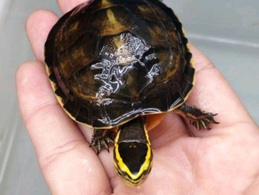 安布闭壳龟的繁殖你们真的清楚吗? 安布闭壳龟的繁殖你们真的清楚吗?