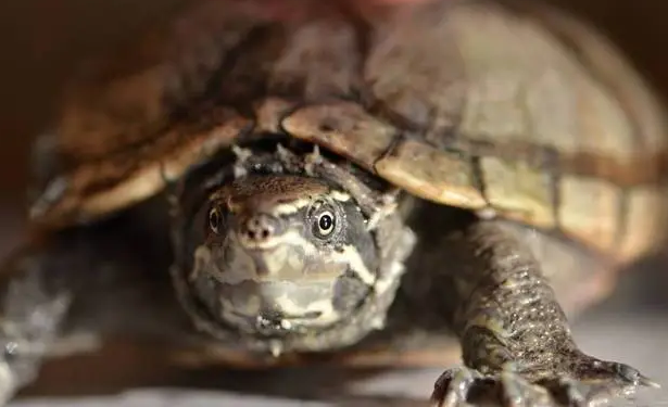 你们知道麝香龟不吃食的原因是什么？
