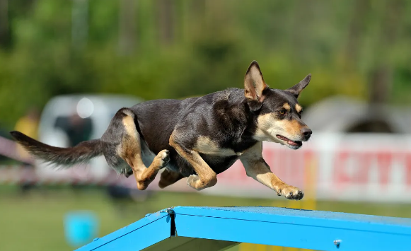 有儿童的家庭请注意，这五种犬类一定不要饲养！