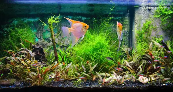 鱼缸有水草就更漂亮，怎样才能养好水草？