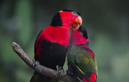 你们说,黑顶吸蜜鹦鹉怎么养? 你们说,黑顶吸蜜鹦鹉怎么养?