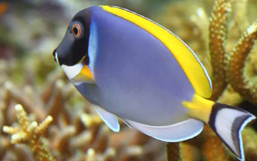 印度洋吊和什么鱼混养好？快来了解一下吧！