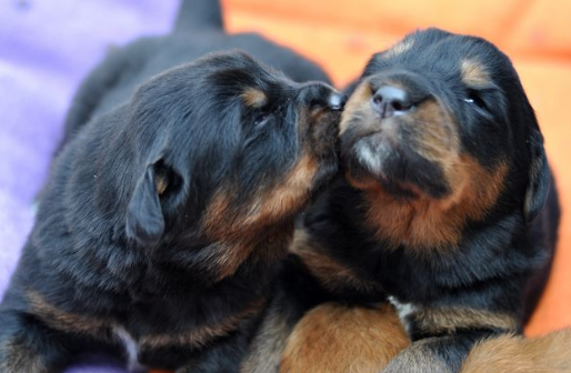上海禁养犬种目录，快来get一下