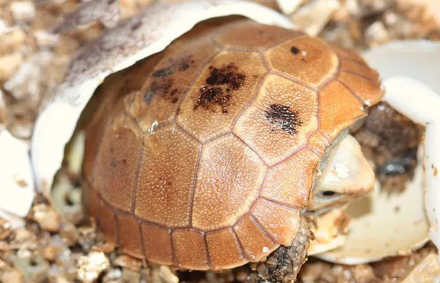 缅陆不吃龟粮怎么办？首先要找到原因