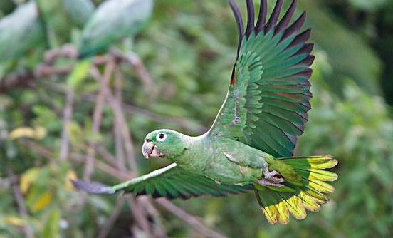 斑点亚马逊鹦鹉学话能力佳吗？其实一般