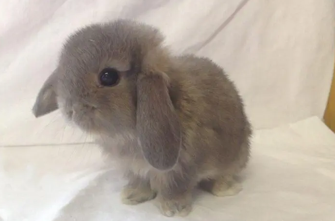 迷你垂耳兔粘人吗？来看看吧