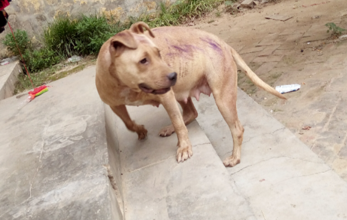 比特犬从3个月到9个月都会有哪些变化呢？