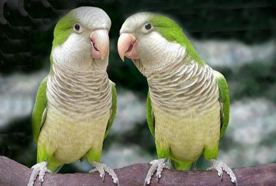 和尚鹦鹉喜欢吃什么水果？怎么饲养才更好？