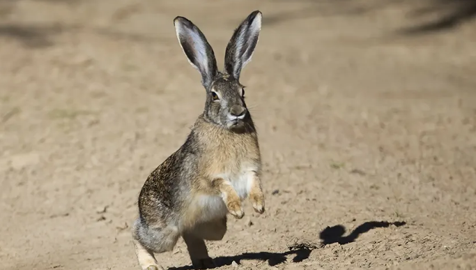 粗毛兔多久可以生兔子？我来告诉你答案！