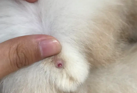 今日带你了解公猫尿道口有褐色分泌物是什么？