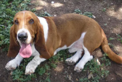 来看看，你的家里适合养比格犬吗？