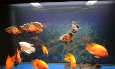 鱼缸水质长期呈现乳白色，归根结底还是过滤问题，我们如何改善？