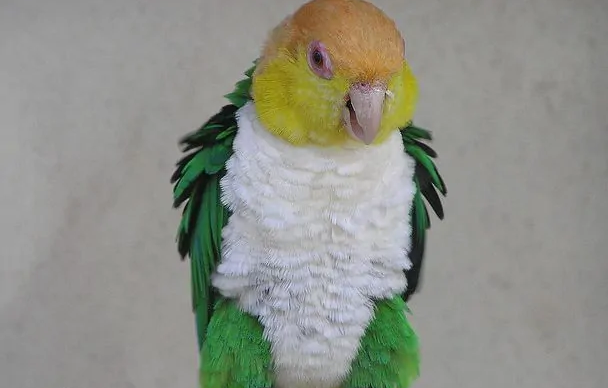 白腹凯克鹦鹉叫声的含义,你们清楚吗? 白腹凯克鹦鹉叫声的含义,你们清楚吗?