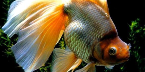 家庭养鱼造成鱼缸水白浊的原因以及处理办法