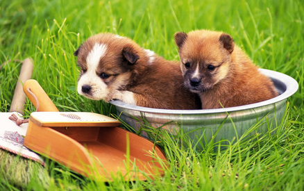 人与狗狗相处禁忌，新手一定要get~