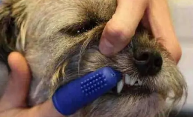 狗狗被卡住了怎么办?注意这两种情况 狗狗被卡住了怎么办?注意这两种情况