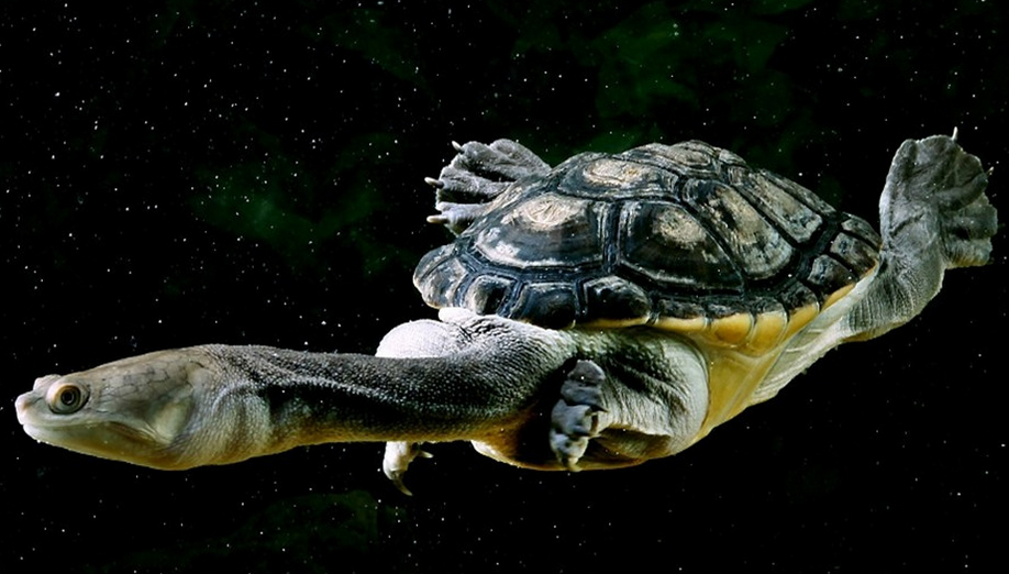 长颈龟只吃活食吗？今日带你了解