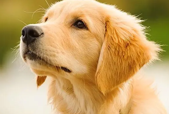 饲养金毛小知识——颜色决定品相