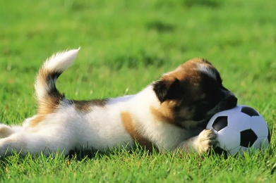 如何挑选狗狗？睁大眼睛看清楚啦！