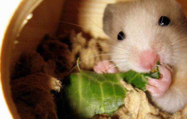 萌宠饲养小知识：仓鼠能吃白菜吗？