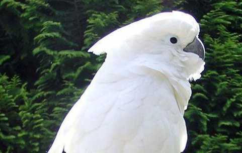 白凤头鹦鹉和灰鹦鹉区别？这篇文章教你分辨