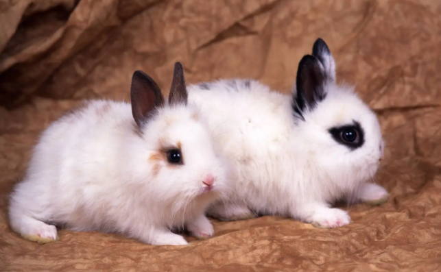 狮子头兔如何区分公母？来这了解一下！