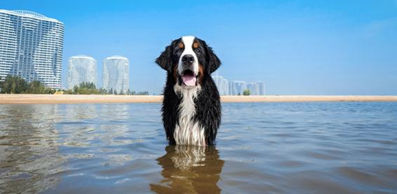 伯恩山犬寿命真的短吗？铲屎官一定要掌握