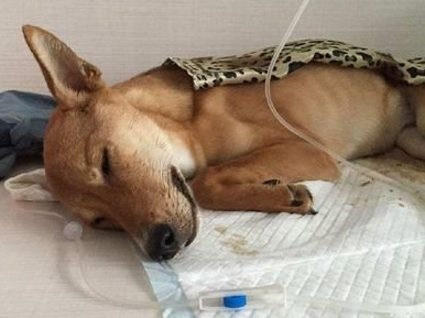 狗狗拉血但是精神很好，是有原因的！