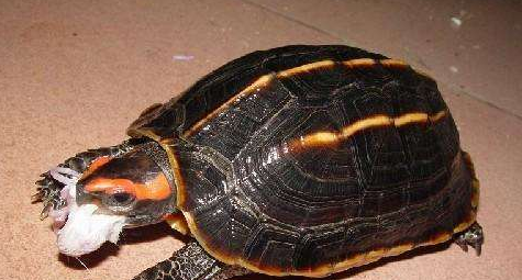 龟类小知识：三棱黑龟能长多大？