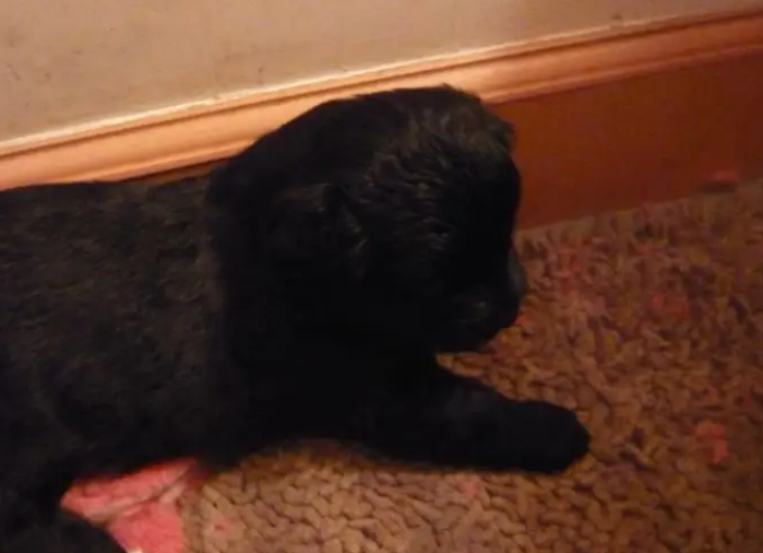 泰迪和博美杂交的狗狗好看吗?速来了解一波 泰迪和博美杂交的狗狗好看吗?速来了解一波