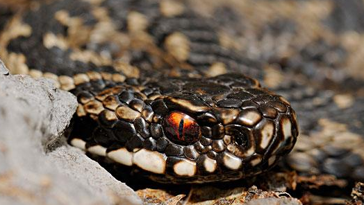 蛇毒可以治疗新冠病毒吗？来看看这篇文章吧