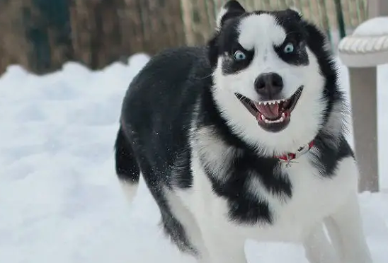 拆家专业户哈士奇和二哈是一个品种吗? 拆家专业户哈士奇和二哈是一个品种吗?