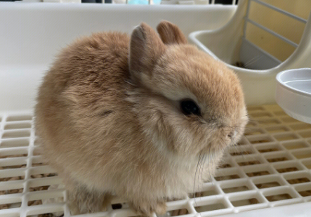 今日小知识:怎么教兔子上厕所 今日小知识:怎么教兔子上厕所