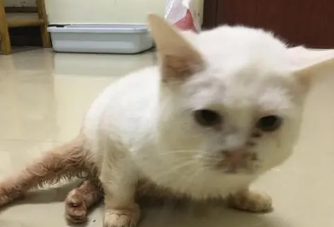 猫咪走路后腿外八是软骨病吗？看这里~