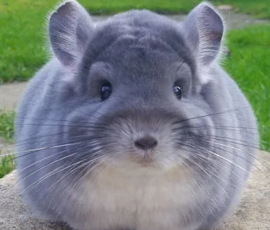 科普玉龙绒鼠好养吗?生病了如何处理? 科普玉龙绒鼠好养吗?生病了如何处理?