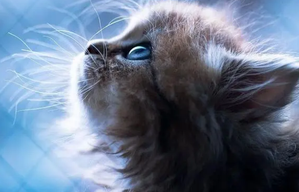 营养膏哪个牌子好：新手铲屎官看好了再买