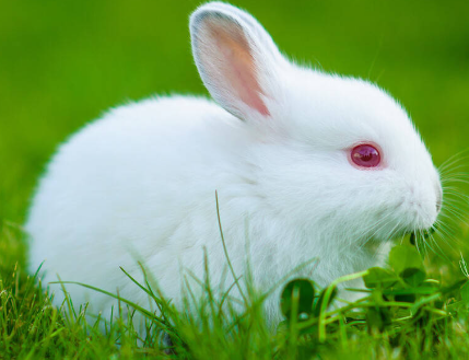 中国白兔怎么养可以洗澡吗？篇文章给你答案！